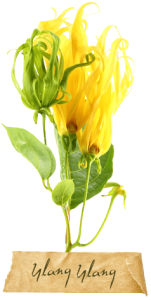 Ylang