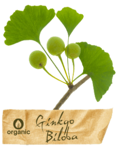 ginko