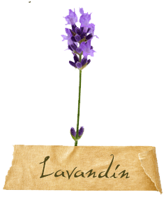 lavandiin