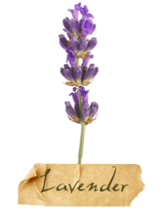 lavendel