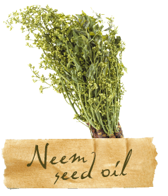 neem