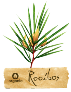 rooibos