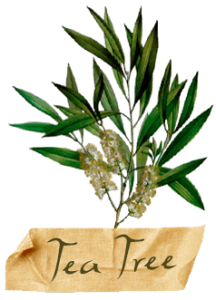 teepuu